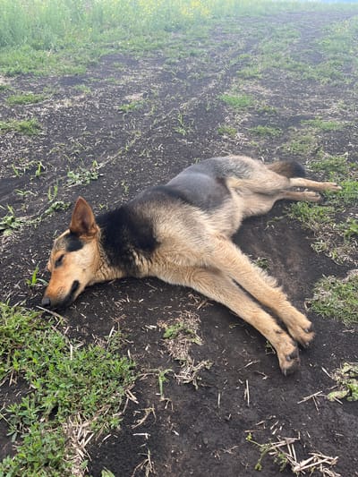 A German Shepherd dog is lying on its side on dark, tilled soil with sparse green vegetation and dry stalks scattered across the ground. The dog is mostly lying down with its head to the left, eyes closed, and its legs outstretched. Its fur is a mix of brown, black, and tan. In the background, there is more greenery, possibly fields of crops or wildflowers, with a hazy, light-colored sky. The image appears to have been taken outdoors in a rural or agricultural setting, potentially in Nizhnyaya Maktama, Russia.