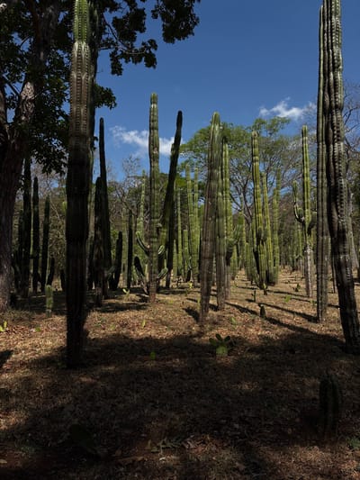 This image presents a dense cactus forest or garden under bright daylight in Veintisiete de Abril, Costa Rica. Numerous tall, columnar cacti with ribbed, green stems dominate the scene, extending from the foreground into the deep background. The cacti vary in height, with some reaching considerable elevation. Smaller, pad-like cacti are scattered across the dry, brownish ground, which is covered with sparse grass and leaf litter. Strong sunlight casts prominent, elongated shadows from the cacti onto the ground, creating alternating patterns of light and dark. In the upper left, a large tree with dark green foliage and a visible trunk stands, partially framing the composition. Additional deciduous trees with green and sparse foliage are visible in the mid-ground and background against a clear, bright blue sky featuring a few scattered white clouds. No people or animals are visible, and no dynamic actions are occurring.