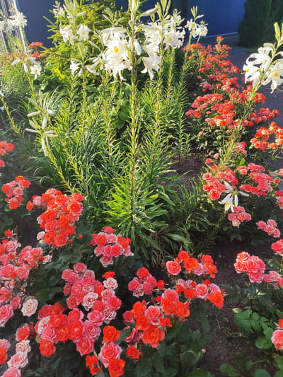 The image shows a flower bed with white lilies and pink and orange roses. The lilies are tall and stand out against the darker green foliage. The roses are clustered together, forming dense blooms of various shades of pink and orange. The flower bed appears to be in a garden or park setting, with a dark fence visible in the background. The lighting suggests it is daytime, possibly morning or late afternoon, with sunlight casting shadows and highlighting the textures of the flowers. The scene is tranquil and visually appealing, showcasing a variety of colorful flowers in bloom. The location provided, Zlatopil, Ukraine, suggests this is likely a public or private garden within the city.