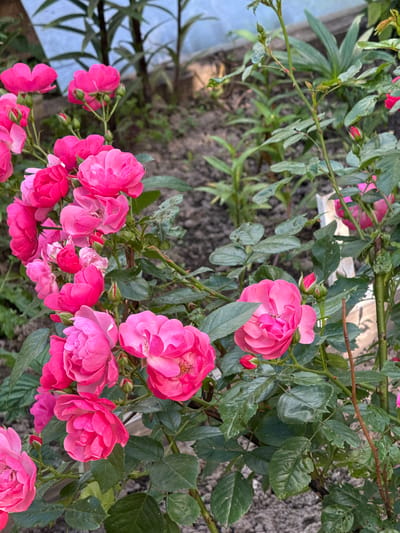 The media file shows a close-up, overhead view of a cluster of bright pink roses in bloom. The roses vary in their stage of opening, with some buds still tightly closed and others in full bloom, revealing layers of delicate petals. The vibrant pink hue of the flowers stands out against the backdrop of lush green leaves and thorny stems, characteristic of a rose bush.
The scene appears to be an outdoor garden setting, likely during daylight hours, as suggested by the natural lighting that illuminates the flowers. The background is softly blurred, showing glimpses of dark soil and perhaps other foliage. The overall impression is one of natural beauty and the abundant flowering of a rose bush. There are no people, text, or specific event depicted, focusing solely on the floral subject. The location context provided is Кузнецово, Russia, which suggests a temperate climate where roses would bloom. The weather appears clear, allowing for vibrant colors to be captured.