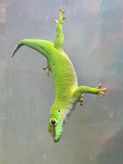 A bright green gecko clings to a smooth, semi-transparent surface. The gecko's body is oriented diagonally in the frame, with its head pointing towards the right. The gecko features a red stripe on its snout, and its toes are spread out, displaying pads for gripping. The background is a blurred, neutral color. No other subjects or objects are visible. The location is not indicated in the image.