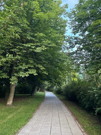 The image depicts a paved walkway in a park, lined with lush green trees and bushes. The walkway is constructed of rectangular concrete slabs and curves gently to the right, disappearing into the distance. On the left side of the walkway, a grassy lawn stretches out, interspersed with the trunks of several large trees. The trees on the left are full of dense green foliage, with some dappled sunlight filtering through the leaves. On the right side of the walkway, there is a thick hedge of green bushes. In the background, more trees and foliage are visible, with glimpses of the sky peeking through the canopy. The overall impression is one of a tranquil, shaded park path. This specific scene is located on the **University Campus of Palacký University Olomouc in Olomouc, Czechia**.