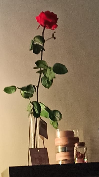A single red rose with green leaves lies horizontally against a pale backdrop. The rose is on the left, its stem extending rightward with several leaves along its length. A partially visible wall fixture with rectangular shades appears in the upper right corner. The lighting casts shadows and highlights the textures of the rose, leaves, and background.