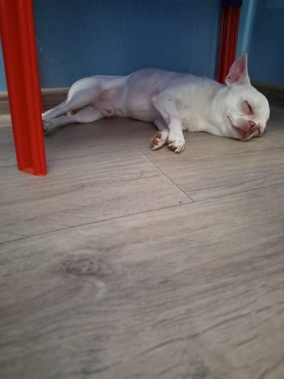 A white chihuahua dog is sleeping on a light-colored wooden floor. The dog is lying on its side, with its eyes closed and a peaceful expression. Its front paws are crossed. The dog's body is mostly visible, with its head turned slightly towards the camera. To the left of the dog, there is a blue wall and a section of a red object that appears to be a piece of furniture or a toy. The wooden floor has a visible grain pattern. The lighting suggests it is daytime, and the overall scene is quiet and still, implying the dog is resting. No text is visible in the image.