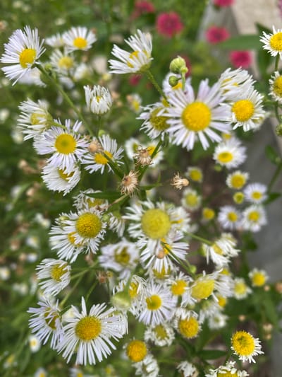 This is a close-up, high-angle, outdoor photograph of a cluster of white daisy-like flowers with yellow centers. The flowers are in various stages of bloom, with some fully open and others appearing as buds or withered. The background consists of blurred green foliage and hints of pink flowers, suggesting a garden or natural setting. The image appears to have been taken in Sainte-Anne-de-Bellevue, Canada, though no specific landmarks or people are visible to confirm the exact location within the city. The lighting is natural and appears to be daytime.