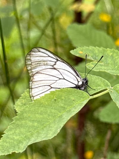 A white butterfly with black veining on its wings rests on a green leaf. The butterfly's body is dark and it has two long, thin antennae. The leaf is serrated along the edges and is part of a plant with other green leaves and blurred yellow flowers in the background. The scene appears to be a natural outdoor environment. There is no visible indication of the location being Cheposh, Russia.