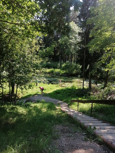 The image depicts a tranquil park scene in Milzkalne, Latvia. A serene pond filled with lily pads dominates the middle ground, surrounded by lush green grass and dense trees that form a natural canopy, casting dappled shadows on the pathway. Sunlight filters through the leaves, suggesting a bright, clear day, likely in the late morning or early afternoon.

In the foreground, a wooden pathway with a rustic railing curves towards the pond, inviting exploration. On the grassy area near the pond, two individuals are visible. One person, wearing a pink top and dark shorts, is bent over, seemingly interacting with the ground. Another figure, dressed in lighter clothing, stands further back by the edge of the pond, also engaged with the surroundings. The overall atmosphere is one of peaceful communion with nature, with the gentle sunlight and the stillness of the water contributing to a sense of calm and relaxation. The dense foliage and the presence of a pond suggest a natural park or a botanical garden setting, ideal for a leisurely stroll or quiet contemplation.