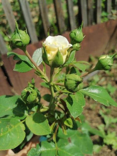 The image shows a close-up of a white rose bush in what appears to be a garden. The rose is in various stages of bloom, with one partially opened flower and several green buds. The background consists of a weathered wooden fence and blurred greenery, suggesting an outdoor setting in Russia. The sunlight indicates it is daytime, and the shadows suggest a bright, sunny day. There is no text visible in the image.