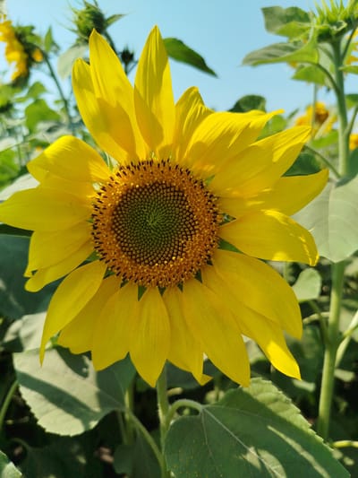 A close-up, eye-level shot features a bright yellow sunflower in full bloom, dominating the center of the frame. Its large, circular head is filled with numerous tiny florets, transitioning from green in the center to brown at the edges, surrounded by radiant yellow petals. The sunflower's stem and large green leaves are visible below and to the sides, casting dappled shadows. In the background, other sunflowers and green foliage are softly blurred, suggesting a field or garden setting. The sky above is a clear, light blue. The scene appears to be located in Novaya Zayimka, Russia, during daylight hours. There are no people or animals present.