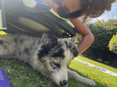 A woman lies on her back outdoors, partially visible in the lower portion of the frame. She wears sunglasses and has her hair pulled back. A spotted dog lies on top of her, its head close to her face. Green grass surrounds them, and a partially visible fence and trees are in the background. The lighting is bright, suggesting a sunny day. Part of what appears to be a cooler and a blue and white striped towel is visible beneath the dog and woman.