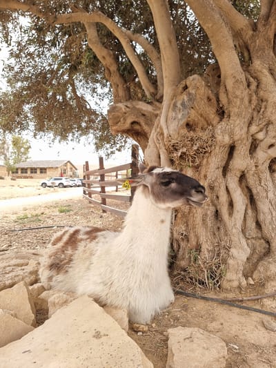 The image shows a llama with white and brown fur, standing near a gnarled tree trunk, possibly an olive tree, in Mizpe Ramon, Israel. The llama has a dark head with a white stripe on its face and a yellow tag visible on its ear. A wooden fence is partially visible behind the llama, leading towards a building and a white car parked on a dirt road. The foreground also contains stone and dirt, while the background displays the arid environment typical of Mizpe Ramon.