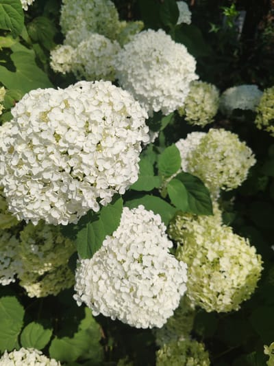 The image shows a close-up of white hydrangeas with green leaves. The flowers are in full bloom, with many small petals clustered together to form large, spherical flower heads. Some of the flower heads are tinged with a pale green color, suggesting they are either still developing or beginning to age. The leaves are a deep green and appear healthy. The lighting suggests it is daytime, with sunlight filtering through the foliage, casting shadows. The background is a blur of dark green and some lighter green, indicating more foliage and possibly other flowers. There is no visible indication of any urban environment or any specific location within the city of Loris, Russia, or any other city for that matter. The image focuses solely on the natural beauty of the hydrangeas.