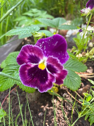 This is a close-up, overhead shot of a purple pansy flower with a yellow center. The flower is wet, with many small water droplets visible on its petals, suggesting it has recently rained or been watered. The pansy has a deep purple color on its lower petals and a lighter, almost white edge. The upper petals are a darker, velvety purple, with some lighter veining.
The flower is surrounded by green foliage. To the left and below the flower, there are large, serrated green leaves, likely belonging to the same plant or a companion plant. Behind and to the right of the flower, there are thin, wiry green stems with small leaves, which appear to be part of another plant. The background consists of dark soil with small pebbles and some blurred greenery, suggesting an outdoor garden setting.
The lighting indicates it is daytime, with diffused light, possibly overcast weather due to the water droplets and the soft shadows. There is no visible text in the image. The overall mood is serene and natural, highlighting the delicate beauty of the flower after a watering. The location context is Kiskelovo, Russia.