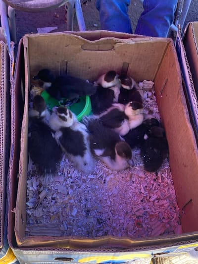 A cardboard box is filled with wood shavings and several ducklings. Most ducklings have dark feathers with white spots. One duckling is entirely black. A small, green bowl sits amongst them, presumably containing food or water. The box appears to be sitting on top of other cardboard boxes.