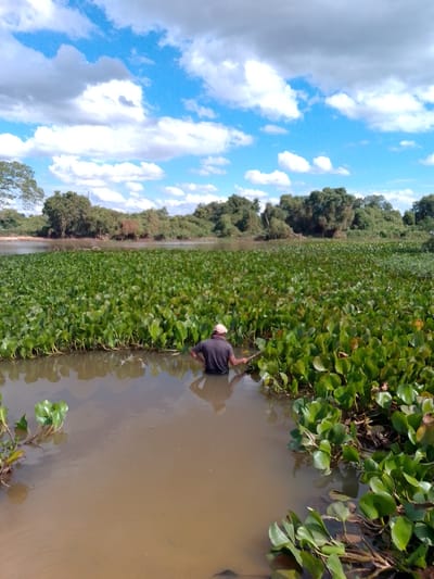 In the city of Cáceres, Brazil, a person wearing a dark shirt and a light-colored hat stands in murky brown water. They are surrounded by a dense carpet of vibrant green aquatic plants, likely water hyacinths, that cover the surface of the river. The plants form a thick, almost solid mat, with only shallow channels of water visible between them. In the background, lush green trees line the riverbank, and a bright blue sky with scattered white clouds dominates the upper portion of the frame. The scene depicts a natural river environment, likely impacted by invasive aquatic vegetation.