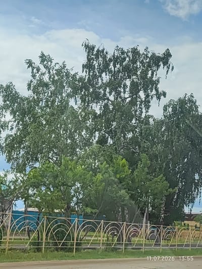 A daytime, medium shot captures a rural scene under a cloudy sky in Balagansk, Russia. In the foreground, a pale yellow, decorative metal fence with repeating arched patterns runs horizontally across the frame. Behind the fence, lush green trees dominate the mid-ground, with a prominent, large tree with wispy, drooping branches in the center, likely a birch. To the left and right, other trees with dense foliage fill the space. In the background, a light blue fence or wall is partially visible behind the trees, and a few indistinct structures can be seen further in the distance. The sky is a mix of pale blue and white clouds. A timestamp in the bottom right corner reads "11.07.2026 13:55". There are no people or animals visible in the image. The overall impression is of a quiet, natural setting in a village or town.