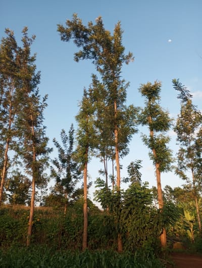 The image presents a serene outdoor scene dominated by numerous tall, slender trees with dense green foliage, set against a clear, bright blue sky. The trees, possibly a species of cypress or conifer, stand upright, with some tops appearing slightly windswewept or naturally irregular.

In the upper right quadrant of the sky, a distinct crescent moon is visible, suggesting the time of day is either early morning or late afternoon. The sky is largely cloudless, indicating fair weather.

Below the prominent trees, there is a rich undergrowth of various green plants and bushes, creating a layered landscape. In the immediate foreground, low-lying green vegetation, possibly young crops like corn, covers the ground. To the far right, a hint of an unpaved track or path can be seen.

The overall scene conveys a natural, rural ambiance, consistent with the given location context of Mururi, Kenya. No specific activities or people are depicted, allowing the focus to remain on the natural elements of the landscape. There is no visible text in the media file.