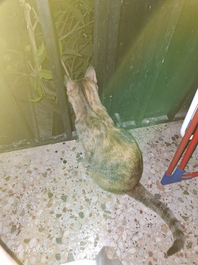 In Imittos, Greece, a tabby cat with a striped tail is seen from behind, sitting on a terrazzo floor. The cat is positioned next to a black metal fence, behind which is dense foliage with green leaves and branches. To the right of the cat, a green structure, possibly a trash bin, is visible, along with parts of a red and white object. The floor is covered in a mosaic of pale pink, white, beige, and green chips. A faint yellow lens flare emanates from the upper left corner of the image. The bottom left corner displays the text "Galaxy A55 5G".