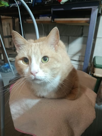 A ginger and white cat is sitting on a brown towel, facing the camera. The cat has green eyes and long white whiskers. The background is out of focus but appears to be an indoor setting with shelves and some objects on them. The image was taken in the city of Novozybkov, Russia.