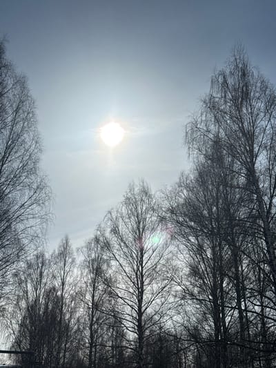 The scene depicts an outdoor environment in Molodezhnyi, Russia. The viewpoint is angled upwards towards a bright, hazy sky, partially obscured by a dense canopy of bare deciduous tree branches. The sun is prominently featured, centrally positioned in the upper portion of the frame, manifesting as an intense white light source with a distinct starburst effect. A multi-colored lens flare is evident in the lower right quadrant, primarily interacting with the tree canopy. The sky exhibits a light blue-grey hue. Numerous leafless trees, consistent with birches, frame the lower and lateral sections of the image, their dark, intricate branches silhouetted against the bright background. No individuals, animals, or specific actions are depicted. An indistinct dark horizontal object is partially visible at the bottom left edge of the frame.