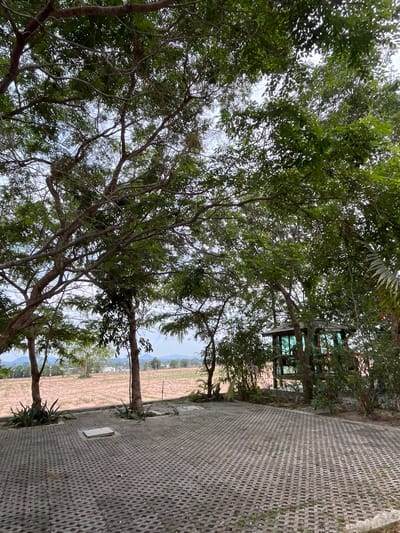 The image shows a view in Muang Pattaya, Thailand. The foreground is dominated by trees with dense green foliage and visible branches. A paved area, constructed with interlocking concrete blocks, forms a path or road that extends into the midground. Adjacent to the path is a building with glass elements. Beyond the building and trees, a field with dry vegetation stretches towards a distant horizon with hills or mountains visible in the background. The sky is partially visible through the trees, appearing overcast or hazy.