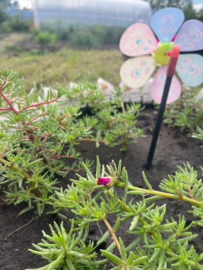 This is a close-up, slightly angled shot of green succulent plants with a single pink flower bud just starting to open. The plants have long, narrow, fleshy leaves and appear to be growing in dark soil. Tiny water droplets are visible on the leaves, suggesting recent rain or dew. In the background, out of focus, is a colorful pinwheel with pastel-colored petals, each decorated with a floral motif. To the far left, a blurred out greenhouse structure is visible. The image appears to have been taken outdoors during the daytime, possibly in a garden or yard setting, given the plants and the pinwheel. The overall mood is tranquil and natural. No visible text is present in the image.