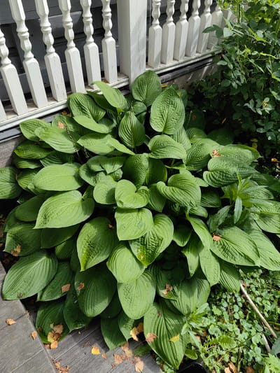 A dense cluster of green hosta plants with large, textured leaves grows in front of a white wooden porch railing in Квант-88 Снт, Russia. The railing consists of vertical posts with decorative, turned elements, mounted on a horizontal base. To the right of the hostas, a thicket of rose bushes with green leaves and a few dried brown flowers is visible. Fallen yellow and brown leaves are scattered on the wooden porch planks and among the hosta plants. The scene appears to be an outdoor setting, possibly a garden or yard area.