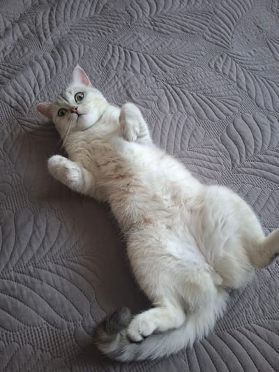 A domestic cat with light-colored fur and green eyes is lying on its back on a gray quilted blanket. The cat's paws are raised and its belly is exposed. The blanket has a textured pattern of leaf-like shapes. There are no people visible in the image. The location of this image is Svobodny, Russia.