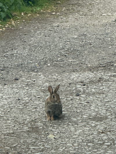 A rabbit is sitting on a gravel path in Shifnal, United Kingdom. The rabbit is facing the camera, with its ears perked up. The path is surrounded by grass and foliage.