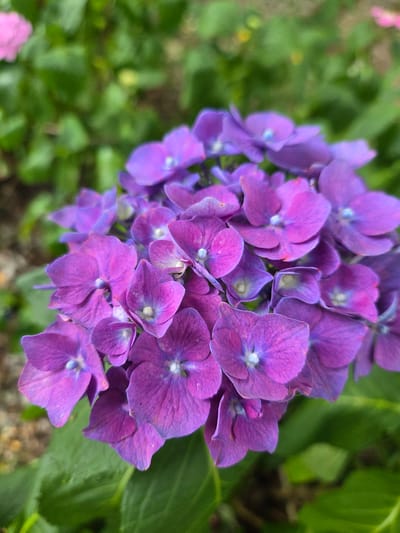 A close-up, eye-level shot showcases a cluster of vibrant purple hydrangea flowers. The flowers are in full bloom, with numerous individual florets forming a rounded inflorescence. Each floret has delicate, petal-like sepals that are a rich shade of purple, with some exhibiting a gradient towards pink and blue at the tips. In the center of each floret, a small, pale stamen is visible. The petals are slightly textured and have visible veins. The background is a soft blur of green foliage and hints of other distant flowers, one of which appears to be pink. The overall lighting suggests an outdoor setting, possibly a garden. The image was taken in the vicinity of Doneztebe/Santesteban, Spain, where hydrangeas are known to thrive in the local climate.