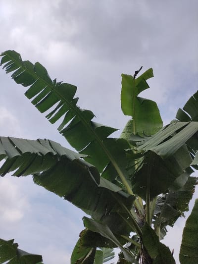 A low-angle upward view depicts a banana plant (Musa genus) against an overcast sky in Staufenberg, Germany. The plant features multiple large, elongated, deep green leaves, many exhibiting tears and fraying along their margins and veins, consistent with environmental exposure. A central pseudostem, formed by tightly overlapping leaf sheaths, is partially visible towards the lower-center. The sky occupies the upper portion of the frame, showing varied tones of light gray and white, indicative of cloud cover. No other subjects, objects, or human activity are visible in the frame.
