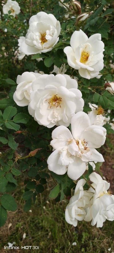 A cluster of white roses, some fully bloomed and others in bud, are captured in a vertical, medium shot. The roses exhibit delicate, ruffled petals and visible yellow stamens at their centers. They are interspersed with lush green foliage and thorny stems. The background consists of a soft blur of greenery and brown earth, suggesting an outdoor garden setting. A small red-tinged bud is visible on the left side of the frame, and other unfurled flowers can be seen throughout the arrangement. The image is watermarked with "Infinix HOT 30i" in the lower left corner, indicating the device used for capture. The scene is devoid of any human presence or discernible activity, focusing solely on the natural beauty of the rose bush. The setting is identified as Kedrovy, Russia.