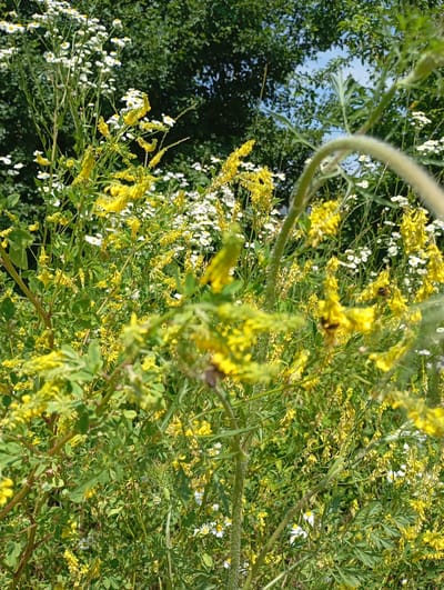 The image depicts a patch of wild vegetation, predominantly featuring yellow flowers with clusters of small blossoms and white daisy-like flowers. The plants are lush and green, with some foliage appearing slightly dry and wilted. In the background, dense green foliage suggests trees or bushes, with patches of blue sky visible through the leaves. A fuzzy, light green stem is prominent in the foreground on the right side of the image, blurring some of the flowers and foliage behind it. Two bees are visible on yellow flowers, indicating pollination activity. The overall scene suggests a natural, overgrown area, likely in a rural or semi-rural setting given the wild flora. The location is identified as Saratovskaya, Russia, which is a region in Southern Russia known for its diverse natural landscapes.