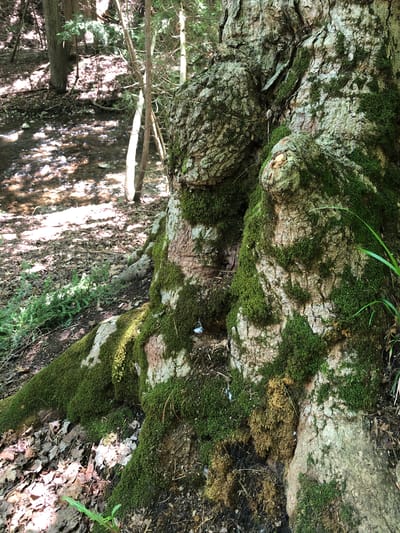 This image is a close-up, low-angle shot of the moss-covered base of a large tree in a forest setting. The tree's bark is rough and textured, with patches of vibrant green moss growing in the crevices. The roots of the tree are visible, spreading out across the forest floor which is covered in fallen leaves and pine needles. In the background, a shallow stream flows through the woods, its surface dappled with sunlight filtering through the canopy. The environment is natural and serene, with no signs of human activity. The image does not provide any information to determine its location in Barrie, Canada.