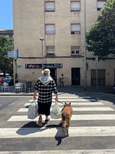 This media file captures a bright, sunny day in Granollers, Spain, with the sun casting long shadows across a pedestrian crossing. The scene depicts a person, seen from behind, walking their dog across the zebra stripes. The individual is wearing a black and white checkered shirt, dark pants, and a light-colored baseball cap. They are carrying two shopping bags. Their dog, a medium-sized brown breed, is on a leash and walks alongside them.
In the background, a building with beige walls and several windows with vertical blinds is visible. A tree with lush green foliage extends into the frame from the upper left. A street sign with arrows and text in Catalan, including "Palau d'esports" and "Zona esportiva," is also present, along with a sign for "Rey De Ali Baba PIZZERIA". The overall atmosphere appears to be one of everyday life in a Spanish town on a clear day. The light suggests it is likely midday or early afternoon.