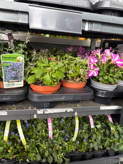 The image displays a close-up, top-down view of various potted plants arranged in plastic transport trays, likely in a garden center or nursery. The image is rotated 90 degrees clockwise, showing the items from above while lying on their side.
On the left side of the frame (top of the original image), several pots contain vibrant pink and white striped petunias, known for their trumpet-shaped flowers. Below these are smaller green plants with delicate white or pale pink blooms in terracotta-colored pots. These pots are nestled within grey and black plastic trays. One grey tray on the far left edge bears the text "PACK 410".
The right side of the frame (bottom of the original image) features numerous green plants with small blue flowers, possibly lobelia. These plants are banded with pink and light green strips, some clearly visible with the text "BLOOMING JOY". These are arranged in black plastic trays, one of which shows "NORM PACK 408" and "13.08".
In the foreground, towards the bottom left (center-left in the original orientation), a prominent plant label is visible for a plant with green, textured leaves and small purple-blue flowers. The label features a daisy with a bee logo and the text "FloraLino Die Bienenfreundlichen" (FloraLino The Bee-Friendly), "Kugeliger Dauerblüher" (Spherical Perennial), "Nepeta x faassenii", and "Katzenminze" (Catmint), along with a barcode. This text, predominantly in German, reinforces the context of Waldshut, Germany. The plants appear healthy and well-maintained, ready for sale. No people are visible, and no specific time of day or weather can be determined.