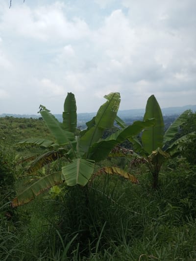 An outdoor, elevated landscape view in Vieng Phouka, Laos. The foreground is composed of dense green grasses and various low-lying green vegetation. Three banana plants are centrally positioned in the midground; the largest plant, located slightly left of center, displays multiple broad green leaves, some exhibiting minor tears and brown or yellowed edges. Two additional banana plants stand to the right, featuring similar large, green foliage. The background reveals undulating, vegetated hills that extend towards a distant settlement, characterized by scattered clusters of buildings. Faint outlines of further mountains recede into an atmospheric haze beyond the settlement. The upper portion of the frame is occupied by an overcast sky with extensive white and light grey cloud cover, providing diffused natural lighting. No individuals, animals, or discernible activities are present within the scene.