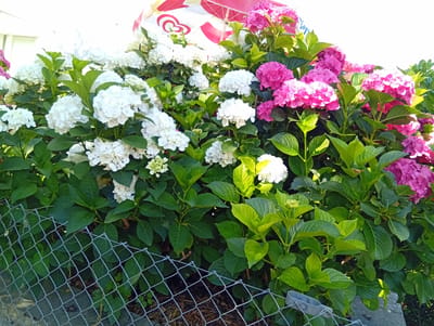 This media file shows a dense bed of hydrangeas in bloom, with clusters of white and vibrant pink flowers. The hydrangeas are lush and green, with broad leaves. A chain-link fence runs along the bottom of the image, partially obscuring the lower part of the plants. In the background, a portion of a red and white umbrella is visible against a bright, overcast sky. The overall scene suggests an outdoor setting, likely a garden or park, possibly in the late spring or summer due to the abundant flowering. There is no visible text in the image.