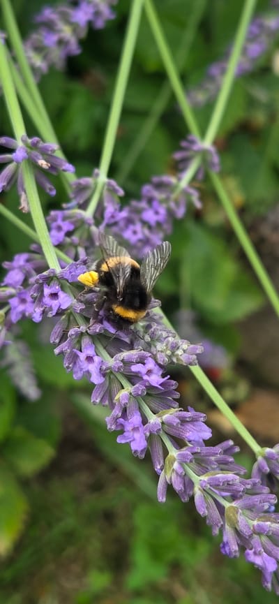 A close-up shot captures a bumblebee actively collecting pollen from a lavender plant. The bumblebee, with its distinctive black and yellow striped body, is positioned on a stalk of purple lavender flowers, its fuzzy body dusted with yellow pollen. Its translucent wings are slightly raised, indicating movement. The lavender flowers are clustered tightly along a green stem, with some individual florets clearly visible. The background is a soft blur of green foliage, suggesting a garden setting. The lighting appears to be natural daylight, possibly mid-morning or afternoon, casting a gentle illumination on the scene. The focus is sharply on the bumblebee and the lavender, creating a shallow depth of field that isolates the subjects. The overall impression is one of a peaceful, natural moment in a garden in Manderbach, Germany. There is no visible text in the image.