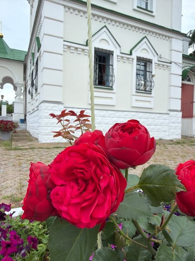 A low-angle, close-up shot showcases several vibrant red roses in the foreground. The roses are lush and full, with deep red petals, and some are partially obscured by leaves. In the background, a pale yellow building with green trim is visible. The building has several arched windows with black wrought-iron grates. A white, textured foundation runs along the base of the building. To the left of the building, a green-roofed structure with arches and columns can be seen. A gray planter filled with red flowers is positioned on steps leading to the building. The ground in front of the building is paved with light-colored stones. The environment suggests an outdoor setting, possibly a garden or courtyard, with hints of architectural structures that could be part of a church or monastery, consistent with the religious architecture found in Karakulino, Russia.