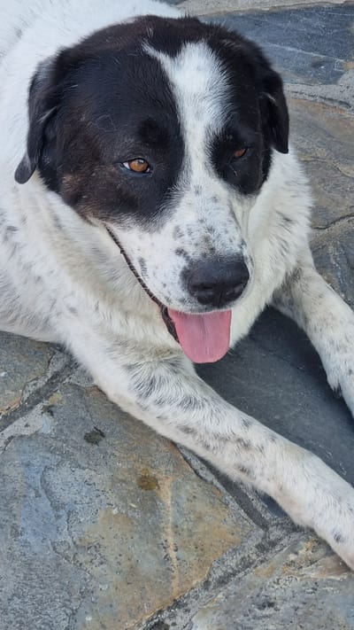 A black and white dog is lying on its back on a stone patio. The dog has its tongue hanging out and its eyes are open. The dog's fur is short and appears to be white with black markings. The stone patio is made up of irregular shaped gray stones with some patches of brown and orange. The scene is likely outdoors on a sunny day, as indicated by the bright lighting and the dog's panting. The dog appears relaxed and content.