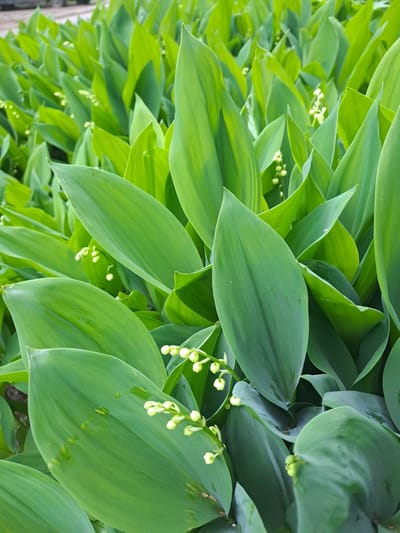 The image depicts a dense cluster of lily of the valley plants, characterized by broad, green leaves and clusters of small, white, bell-shaped flower buds. The leaves are the dominant feature, with varying shades of green and a smooth texture. The background is filled with more of the same plants, creating a sense of depth and abundance. The location is not determinable.