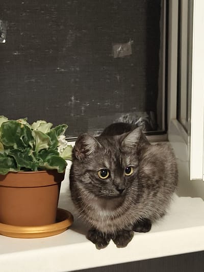 A gray tabby cat is sitting on a white windowsill next to a potted plant. The cat is facing the camera with its yellow eyes wide open. The plant is green with some white flowers. The background is a dark, textured surface, possibly a window with condensation or dirt. The scene is illuminated by artificial light. This image was taken in Семилетка, Russia.