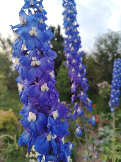 This is a close-up, vertical shot of a cluster of blue delphinium flowers in bloom. The flowers are a vibrant blue with small white centers and are arranged in tall spires. The foreground is dominated by the blooming flowers, with the focus sharp on the nearest spire. In the background, there is a soft blur of green foliage, trees, and a pale sky. The lighting suggests it is either early morning or late afternoon. The location is identified as Znamenskoye rural council, Belarus.