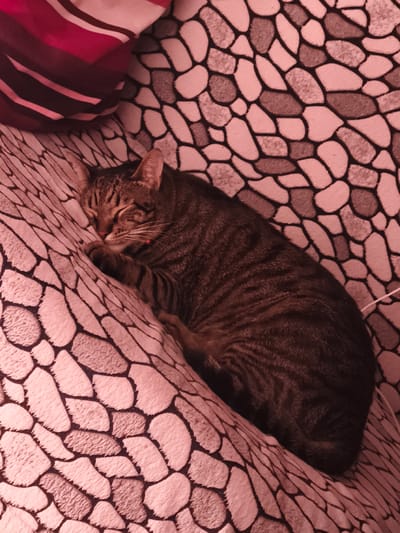A tabby cat sleeps peacefully on a patterned surface that resembles a textured couch or bed. The cat is curled up, with its eyes closed and paws tucked in. It has distinctive dark stripes on a lighter brown coat. A red object, possibly a bell or tag, is visible around its neck. The surface the cat is sleeping on has a repeating pattern of irregular shapes, varying in shades of pink and gray. In the background, to the left, are pillows with bold stripes in shades of red, dark pink, and cream. The overall lighting suggests it could be daytime or evening indoors. The image is tinted with a reddish hue. The location is Komotini, Greece.