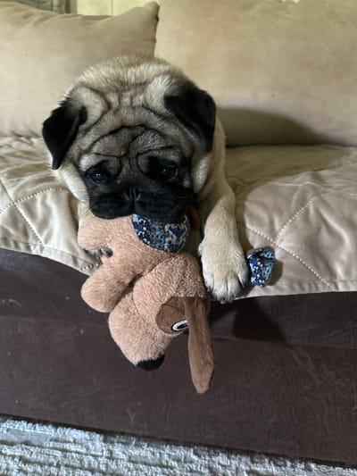 A pug puppy is lying on a sofa with a stuffed toy dog in its mouth. The puppy's eyes are looking at the camera, and its ears are flopped down. The stuffed toy is brown with black eyes and a black nose. The sofa is covered in a quilted beige fabric. There are two small pieces of blue fabric with white speckles lying on the sofa near the puppy's paw. The background shows a blurred beige pillow. The lighting is natural, coming from the right side of the image. The image is a close-up shot, focusing on the puppy and its toy. The scene is indoors.