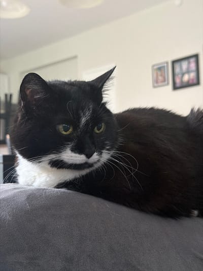 A close-up, medium-shot photograph shows a black and white domestic cat lying on a gray upholstered surface. The cat's head is angled slightly to the left, and its yellow-green eyes are looking towards the viewer. It has a distinctive white pattern on its face, including a white mustache and bib. Long white whiskers extend from the cat's face. In the background, slightly out of focus, are two framed pictures hanging on a white wall. The scene appears to be indoors. The photograph was taken in Buford, United States.