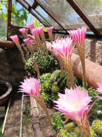 This image captures the interior of a greenhouse located in Терновский округ, Ukraine, featuring numerous flowering cacti. The central focus is a cluster of cacti bearing multiple large, pale pink to deep pink trumpet-shaped flowers, some fully open revealing white and pale yellow centers with prominent stamens, others still in various stages of budding. The flower stalks are long, greenish-brown, and covered with fine, white, hair-like spines. Below the flowers, numerous globular green cactus bodies, covered in spines, are visible planted in soil.
The greenhouse structure is apparent in the upper portion of the image, characterized by rusted dark metal frames supporting translucent, possibly aged and somewhat opaque, glass or plastic panels. Through these panels, bright green foliage and a blue sky are discernible, indicating the outdoor environment. A rough stone or brick wall forms part of the background. On the ground, a rusted metal pipe runs horizontally in the lower left, adjacent to a dark brown, partially visible terracotta pot. Another, larger, reddish-brown pipe, possibly a drainage component, is present horizontally in the mid-right background. The ground consists of loose, dark brown soil. The scene is illuminated by natural daylight entering through the greenhouse panels.