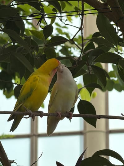 Two lovebirds are perched on a branch, appearing to kiss. The bird on the left is primarily yellow with green accents on its wings and a pinkish-orange hue on its face. The bird on the right is predominantly white or very pale yellow. Both birds are positioned facing each other, with their beaks touching. They are surrounded by green foliage and branches, suggesting an outdoor or aviary setting. In the background, a blurred structure with horizontal and vertical elements, possibly window panes or architectural features, is visible. The lighting suggests it is daytime.
The image has no discernible connection to Icod de los Vinos, Spain.