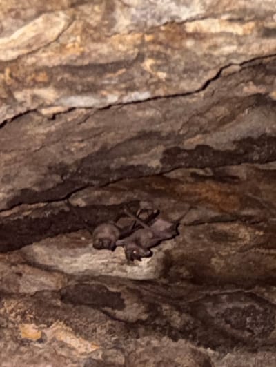The image shows a cluster of bats hanging upside down from the rough, textured ceiling of a cave. The cave walls are composed of layered rock in shades of brown and tan, with visible cracks and crevices. The bats appear to be a dark brown or gray color, with their wings folded against their bodies. Their faces are small and somewhat indistinct due to the lighting and resolution. The overall impression is one of a natural, undisturbed habitat. The specific location in Guttapadu, India, is not visually represented in the image itself; it is context provided externally.